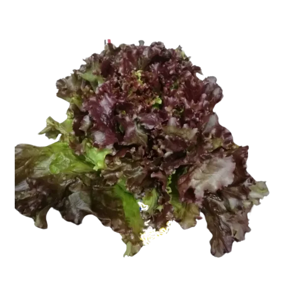 Lechuga Morada Crespa