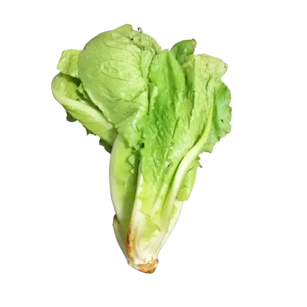 Lechuga Romana