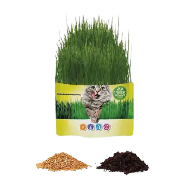 Pasto para Gato Germinado